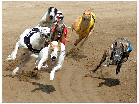 Beginners Guide To Betting On Greyhound Racing .
